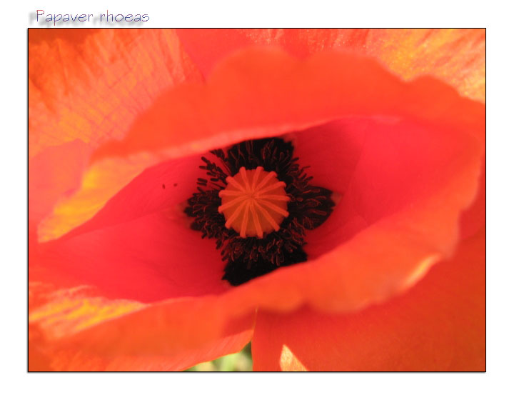 Papaver rhoeas